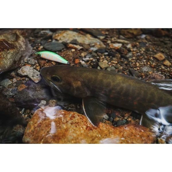 CARDIFF リフレイン 50HS